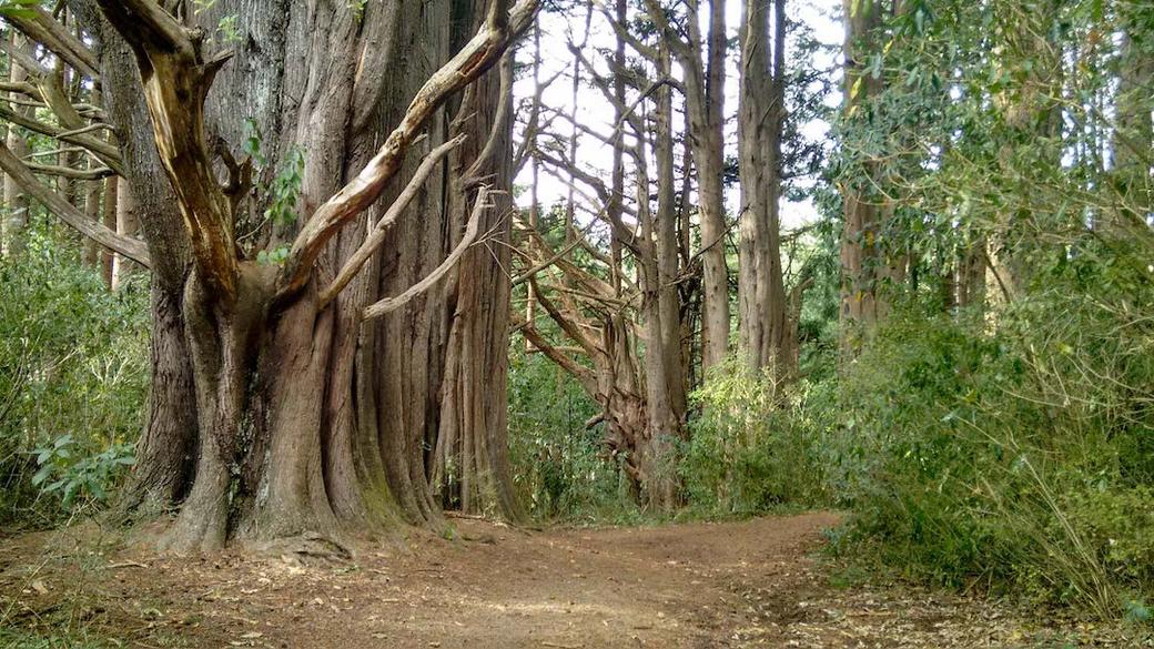 Beginning of the walk through Bethune's Gully